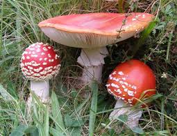 Attēlu rezultāti vaicājumam “Amanita muscaria”