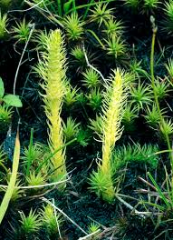 Attēlu rezultāti vaicājumam “Lycopodiella inundata”