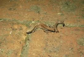 Attēlu rezultāti vaicājumam “Lacerta vivipara”