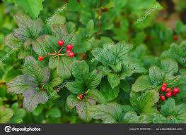 Attēlu rezultāti vaicājumam “Ribes alpinum leaf”