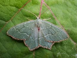 Attēlu rezultāti vaicājumam “Hemithea aestivaria”