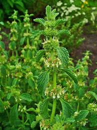 Image result for Marrubium vulgare