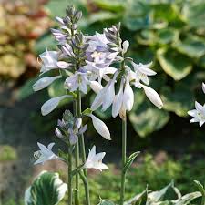 Attēlu rezultāti vaicājumam “Hosta sp. flower”