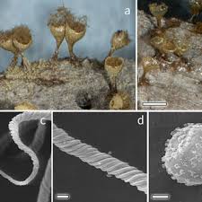 Attēlu rezultāti vaicājumam “Licea pusilla spores”