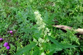Attēlu rezultāti vaicājumam “Chenopodium album flower”