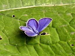 Attēlu rezultāti vaicājumam “Everes argiades male”