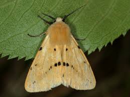 Attēlu rezultāti vaicājumam “Spilosoma lutea imago”
