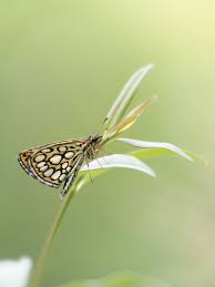 Attēlu rezultāti vaicājumam “Heteropterus morpheus”