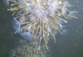 Image result for Xaverian (Liverpool) Octopush Club