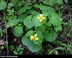 Attēlu rezultāti vaicājumam “Viola uliginosa leaf”