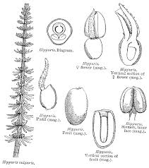 Attēlu rezultāti vaicājumam “Hippuridaceae”