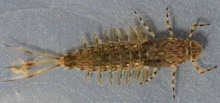 Attēlu rezultāti vaicājumam “Siphlonurus”