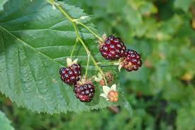 Attēlu rezultāti vaicājumam “Rubus nessensis”
