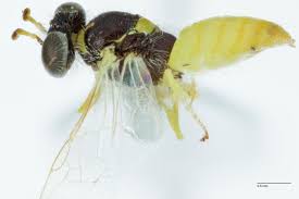 Attēlu rezultāti vaicājumam “Brachycera”