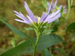 Attēlu rezultāti vaicājumam “Symphyotrichum x salignum leaf”