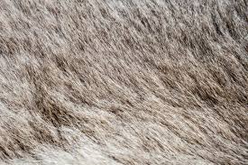 Image result for white rabbit skin texture