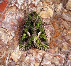 Attēlu rezultāti vaicājumam “Trachea atriplicis”