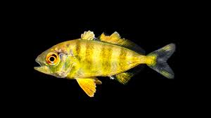 Image result for Seriola dumerili