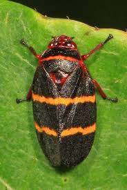 Attēlu rezultāti vaicājumam “Auchenorrhyncha”