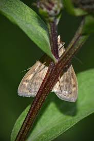 Attēlu rezultāti vaicājumam “Mecyna flavalis”