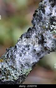 Attēlu rezultāti vaicājumam “Athelia arachnoidea”