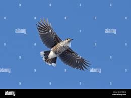 Attēlu rezultāti vaicājumam “Nucifraga caryocatactes adult”