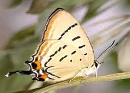 Attēlu rezultāti vaicājumam “Theclinae”