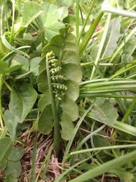 Attēlu rezultāti vaicājumam “Botrychium lunaria”