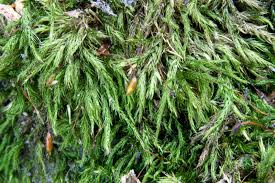 Attēlu rezultāti vaicājumam “Sciuro-hypnum curtum”