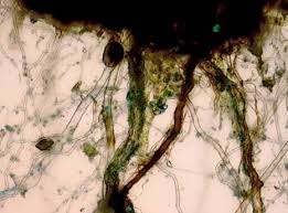 Attēlu rezultāti vaicājumam “Atrichum flavisetum”