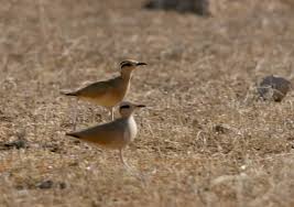 Image result for Cursorius cursor