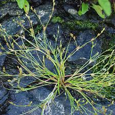 Attēlu rezultāti vaicājumam “Juncus bufonius fruit”