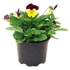 Image result for Hornveilchen