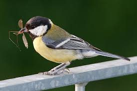 Attēlu rezultāti vaicājumam “Parus major”