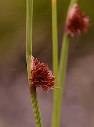 Attēlu rezultāti vaicājumam “Juncus conglomeratus fruit”