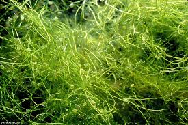 Attēlu rezultāti vaicājumam “Utricularia intermedia bud”