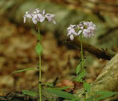 Attēlu rezultāti vaicājumam “Cardamine bulbifera”