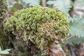 Attēlu rezultāti vaicājumam “Isothecium myosuroides”