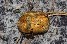 Attēlu rezultāti vaicājumam “Rhizopogon luteolus”