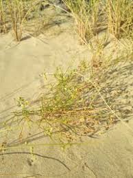 Attēlu rezultāti vaicājumam “Linaria loeselii”