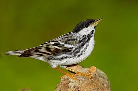 Image result for Dendroica striata