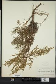 Image result for Artemisia caudata