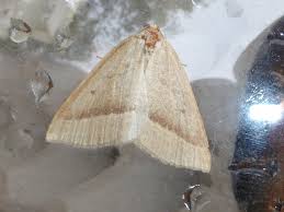 Attēlu rezultāti vaicājumam “Rivula sericealis”