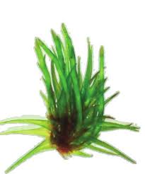 Attēlu rezultāti vaicājumam “Dicranum flagellare”