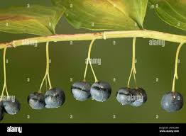 Attēlu rezultāti vaicājumam “Polygonatum multiflorum  fruit”