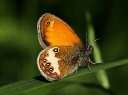 Attēlu rezultāti vaicājumam “Coenonympha arcania”