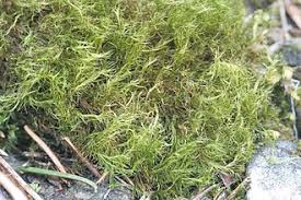 Attēlu rezultāti vaicājumam “Ditrichum flexicaule”