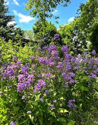 Attēlu rezultāti vaicājumam “Hesperis matronalis”