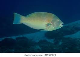 Image result for Calamus bajonado