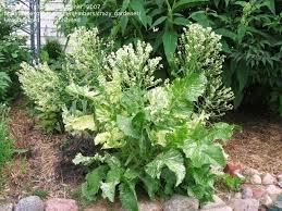 Attēlu rezultāti vaicājumam “Armoracia rusticana flower”